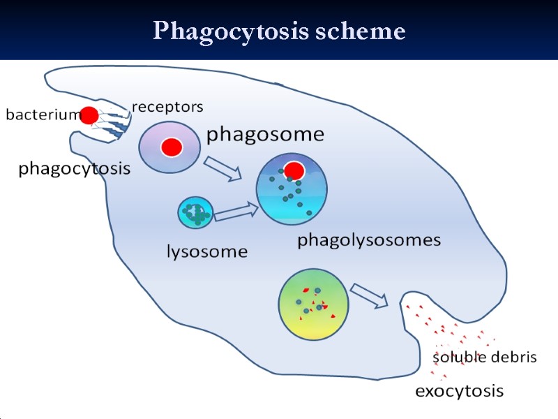 Phagocytosis scheme